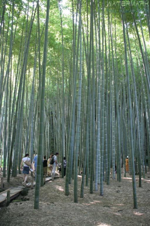 Kamakura - Hokoku-ji - 001