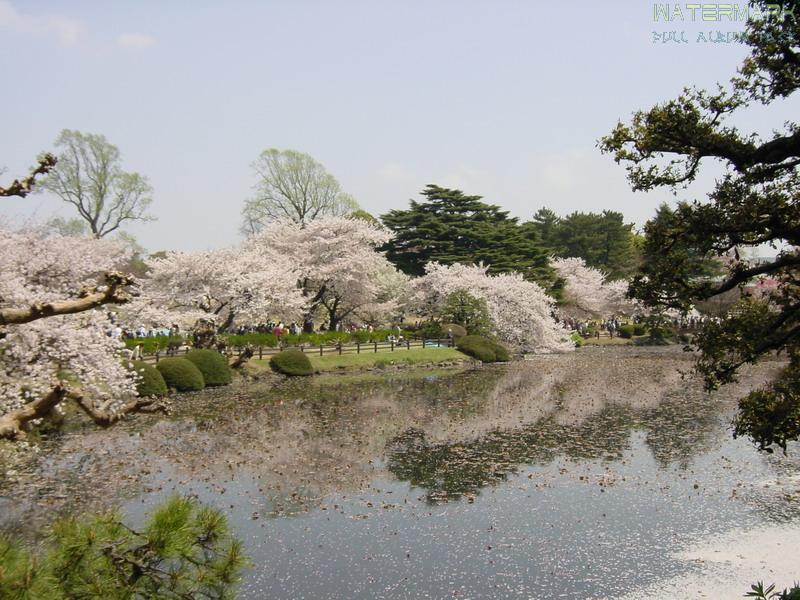 Shinjuku Gyoen - hanami - 3