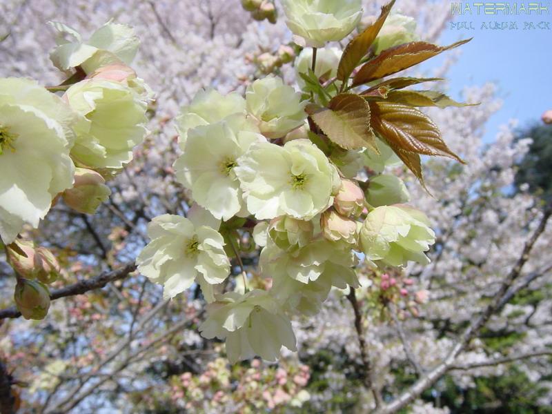 Shinjuku Gyoen - hanami - 5