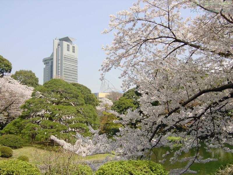 Koishikawa Korakuen - hanami - 3