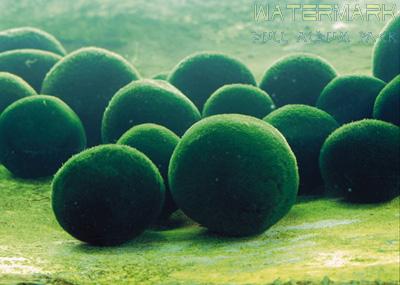 Marimo algae in Akan Lake