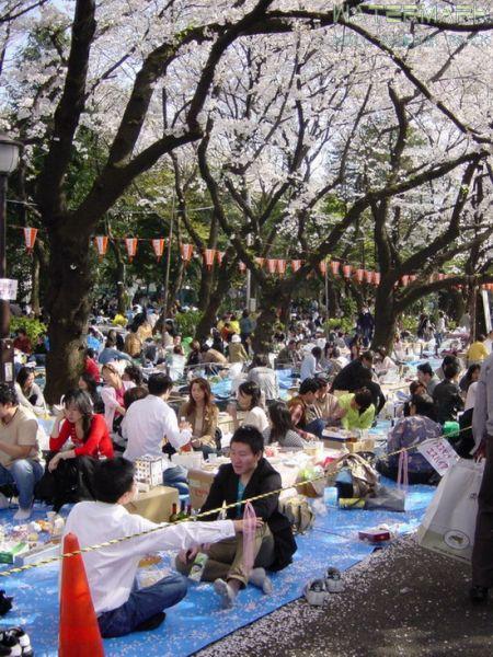 Ueno Koen - hanami - 1