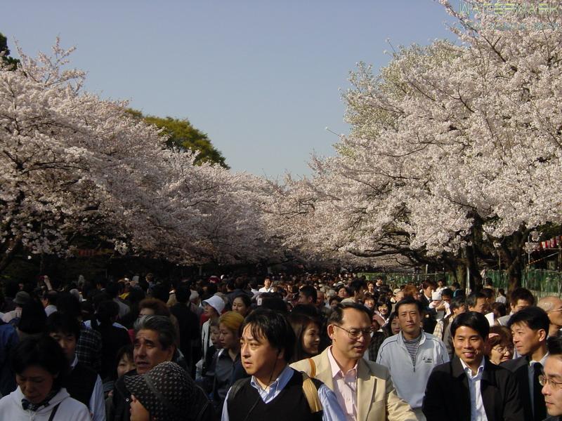 Ueno Koen - hanami - 2