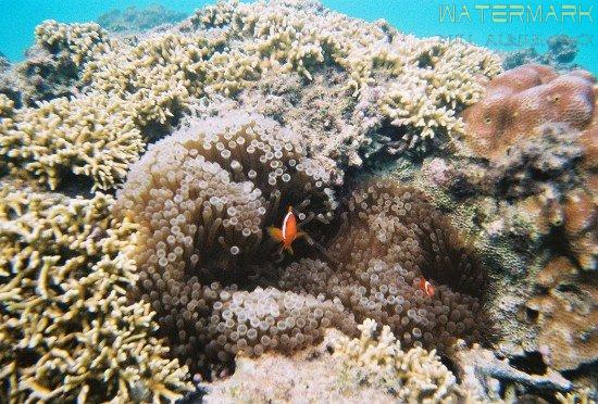 Kerama - scuba diving - 004