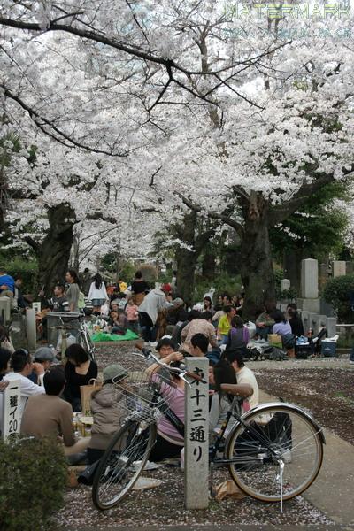 Aoyama Cemetery - 004