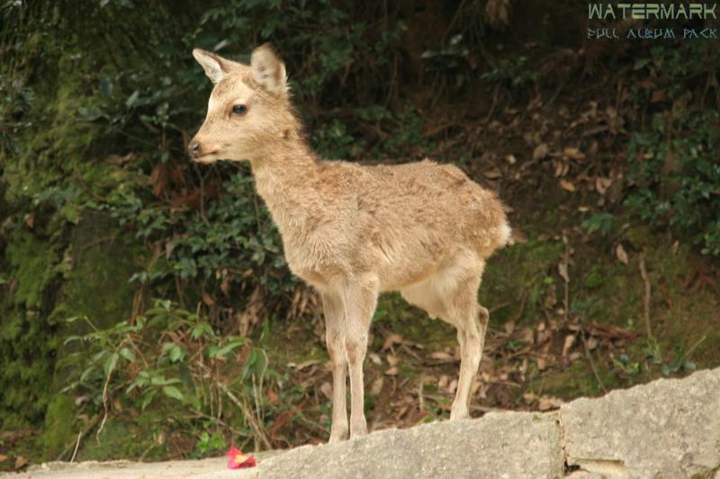 Miyajima - Mount Misen - 002