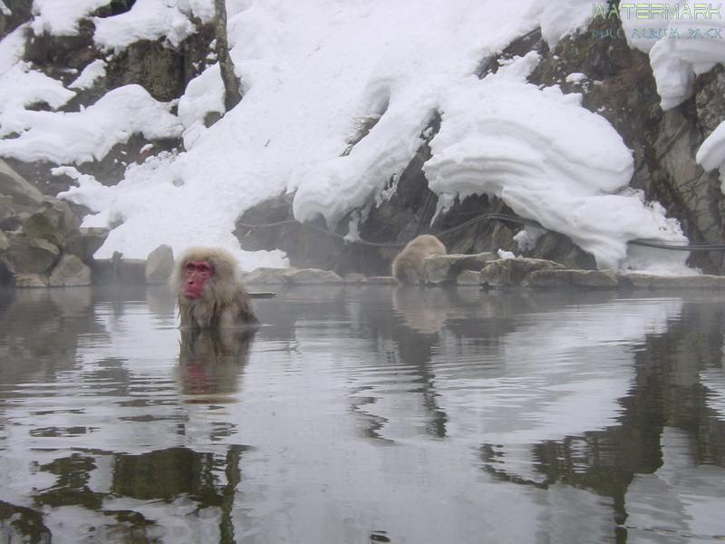 Jigukodani in winter - 005