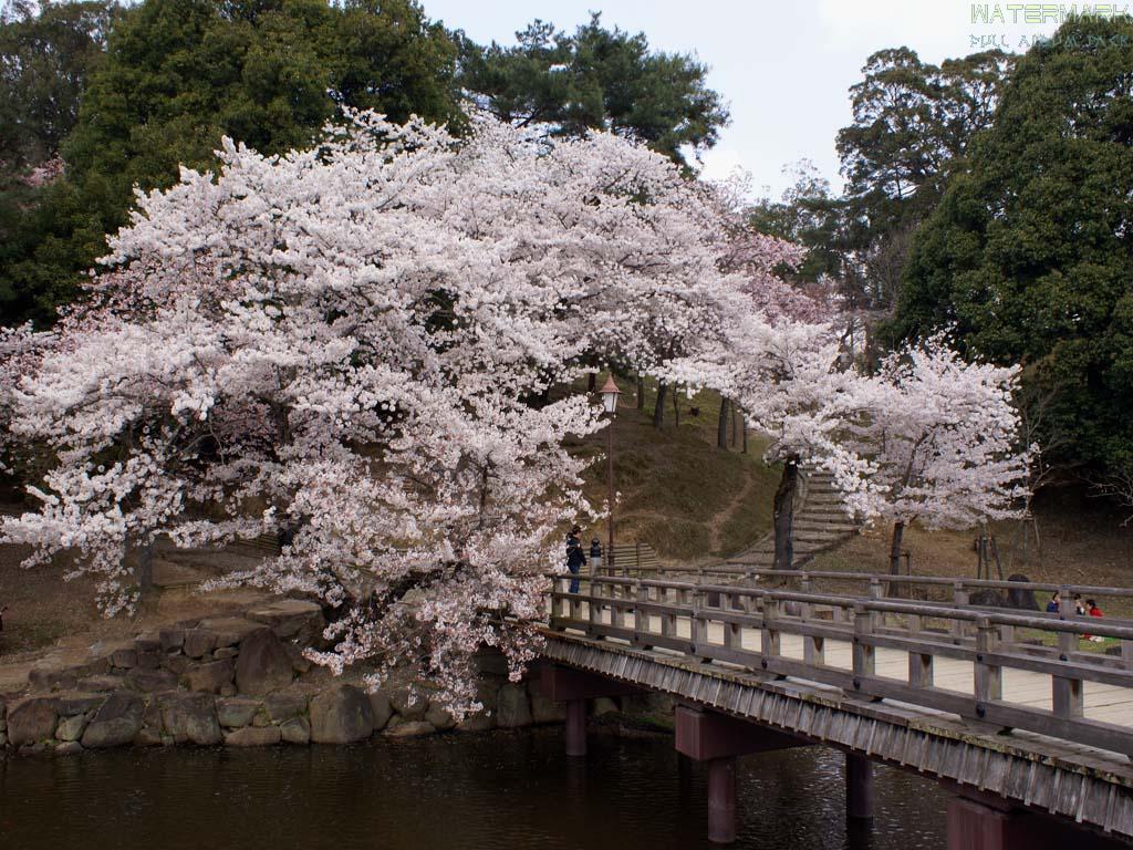 Parc de Nara