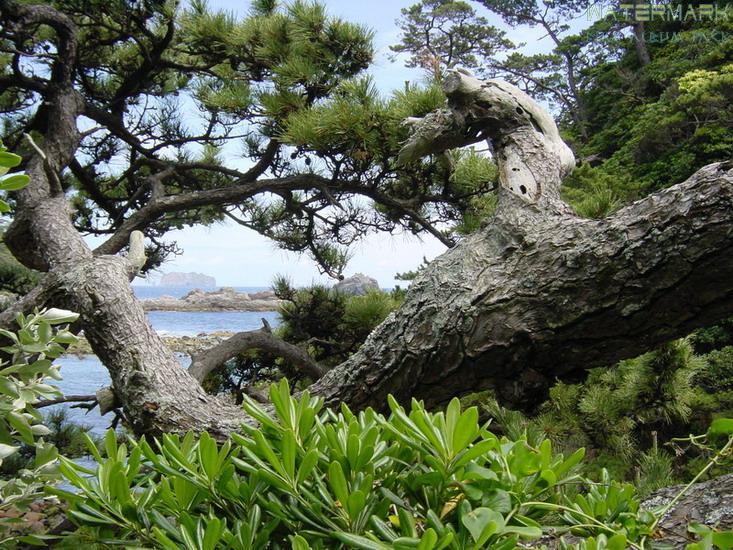 Shikinejima - vegetation