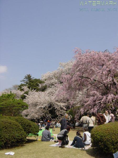 Shinjuku Gyoen - hanami - 1