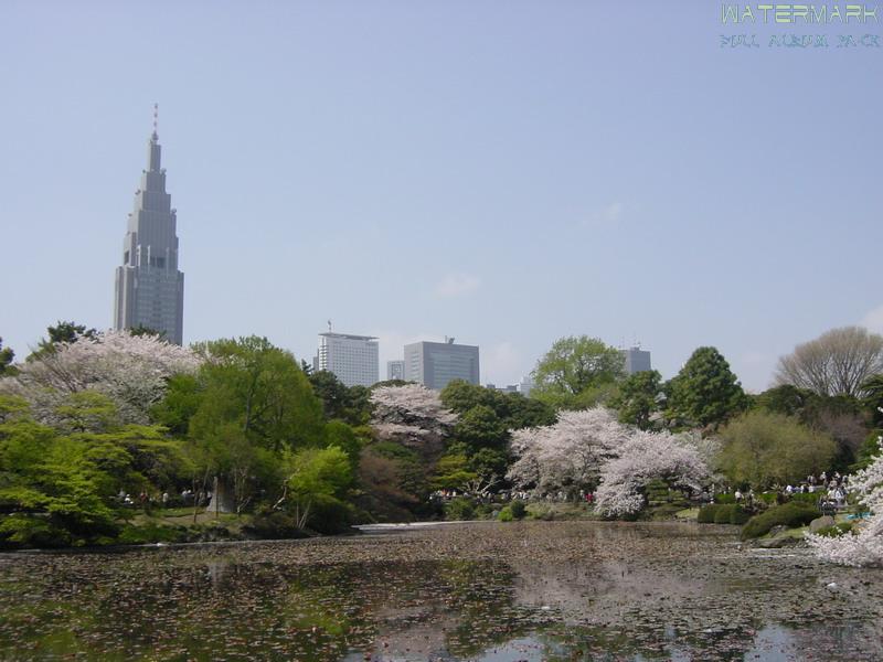 Shinjuku Gyoen - hanami - 4