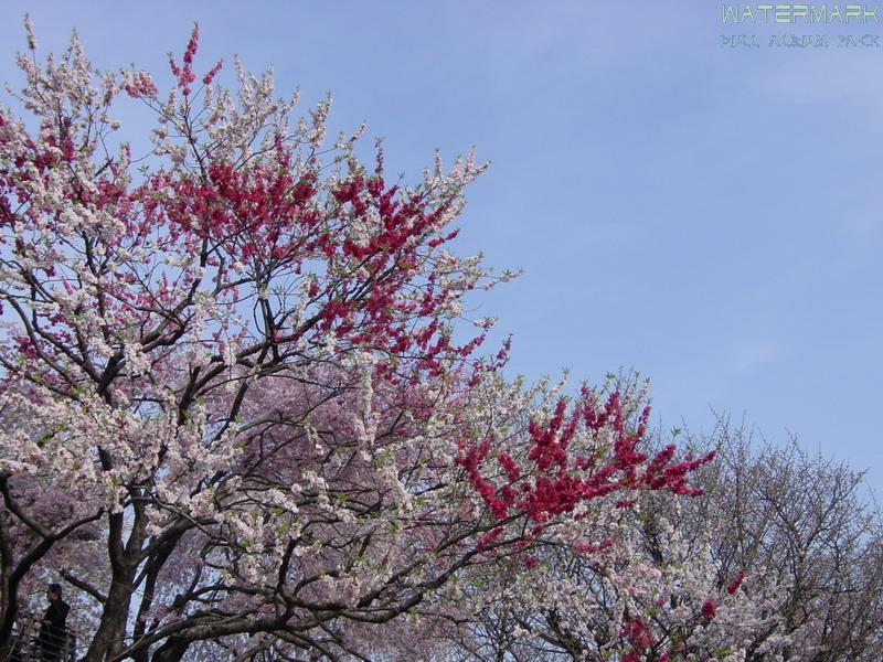 Shinjuku Gyoen - hanami - 6