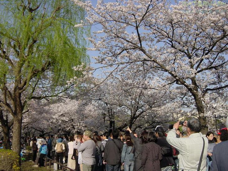 Ueno Koen - hanami - 3