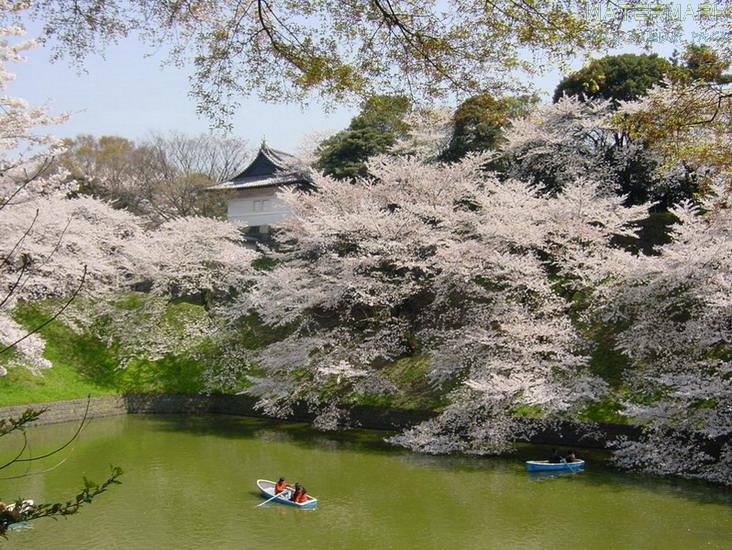 Chidorigafuchi - hanami