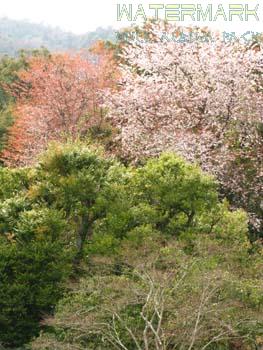 Arashiyama - 008