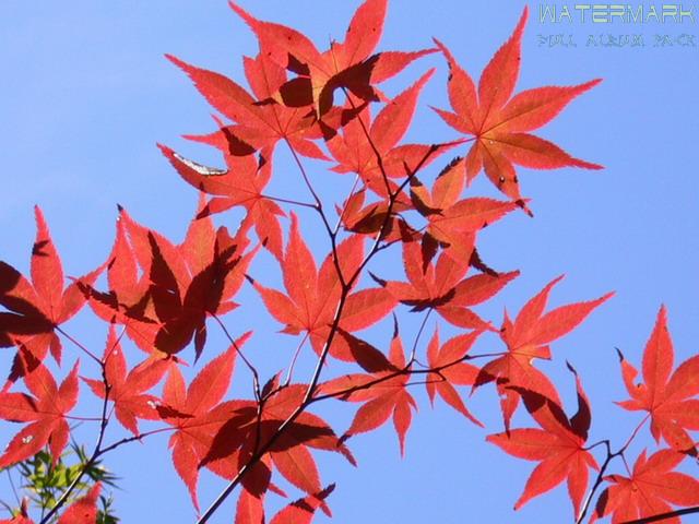 Koyasan - 004