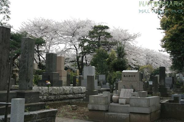 Aoyama Cemetery - 001