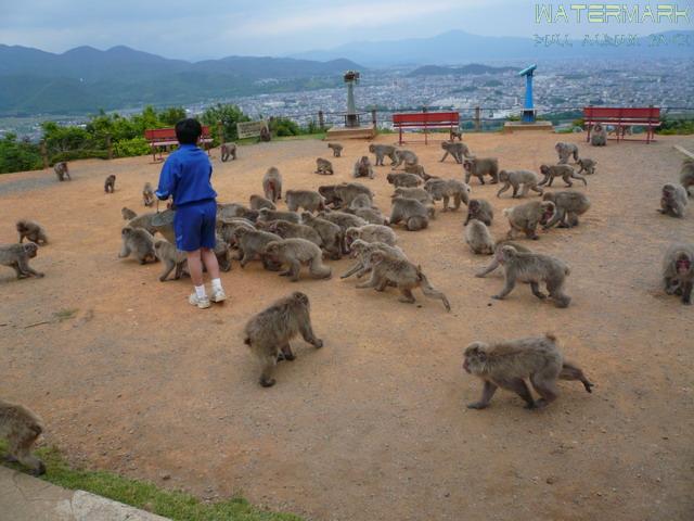 Kyoto - Arashiyama - 003