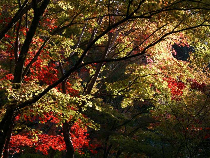 Jardin du Ginkaku-Ji, Kyoto